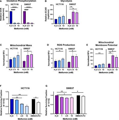 Metformin is a metabolic modulator and radiosensitiser in rectal cancer